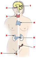Illu endocrine system.png