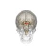 http://upload.wikimedia.org/wikipedia/commons/thumb/0/05/Hypothalamus.gif/220px-Hypothalamus.gif